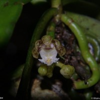 Gastrochilus acaulis (Lindl.) Kuntze